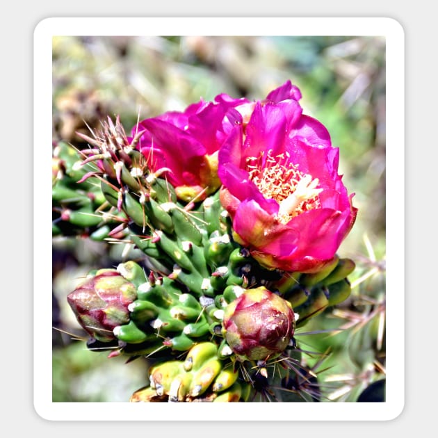 Fuscia Pink Cactus Flower Bloom Sticker by Scubagirlamy